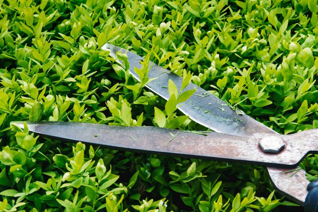 Bush being pruned