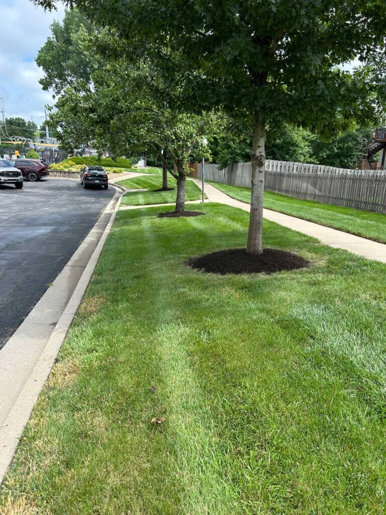 Tree & Shrub