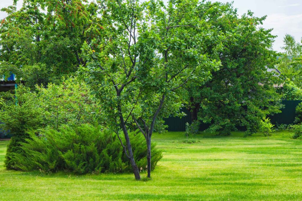 Tree and shrubs in a backyard.