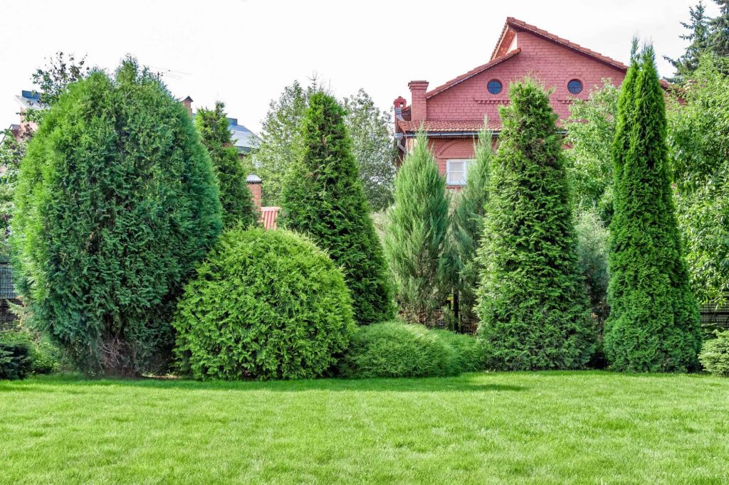 Health trees and shrubs