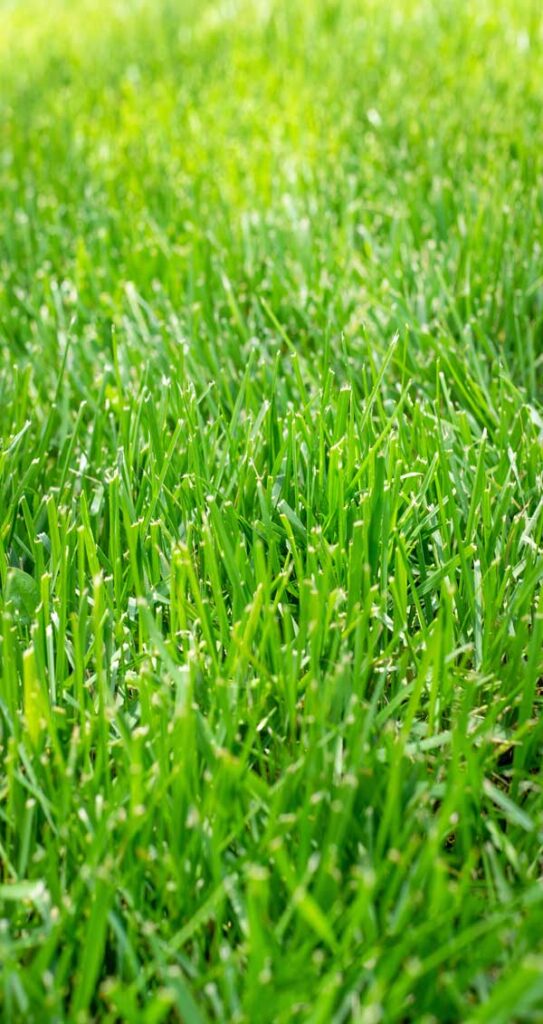 Lawn Fertilization